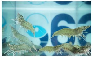 đặc điểm của tôm thẻ chân trắng