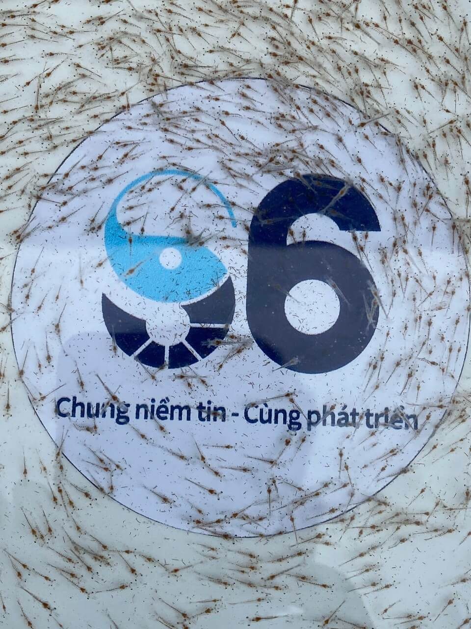 Các Giai Đoạn Phát Triển Của Ấu Trùng Tôm Thẻ