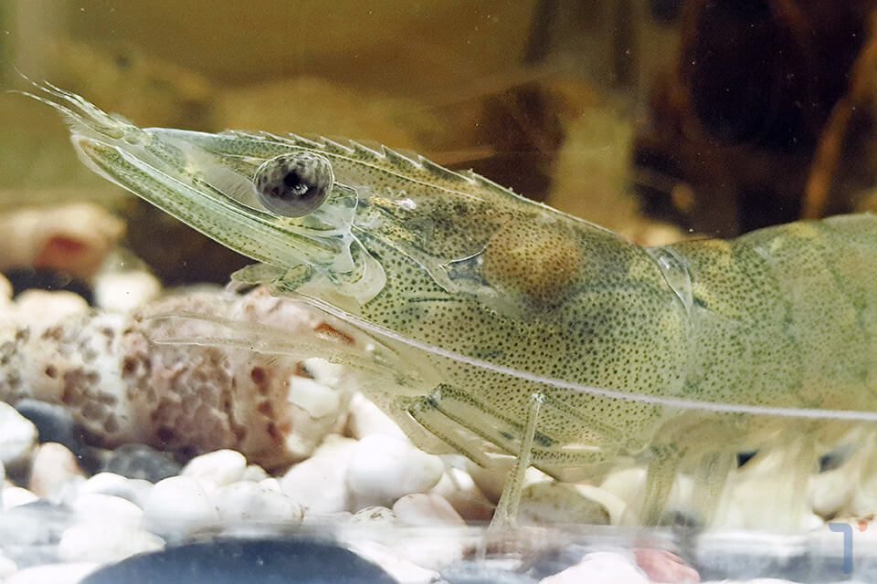 đặc điểm của tôm thẻ chân trắng