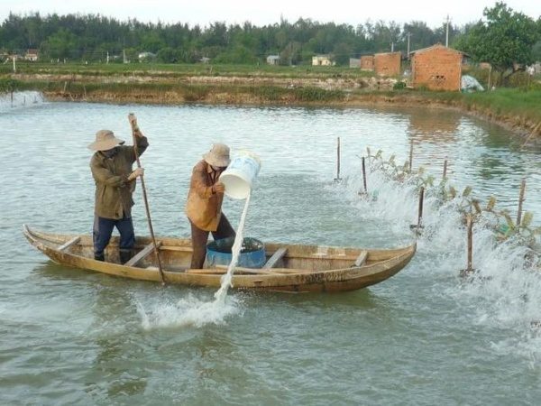 Bổ sung khoáng, vitamin sau sang để giảm sốc và ổn định môi trường