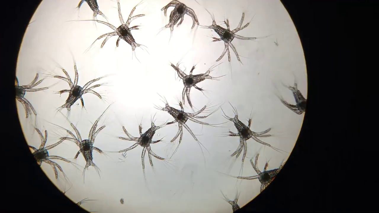 Các Giai Đoạn Phát Triển Của Ấu Trùng Tôm Thẻ