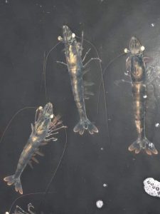 Các Giai Đoạn Phát Triển Của Ấu Trùng Tôm Thẻ