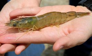 Kỹ thuật nuôi tôm thẻ chân trắng bà con cần biết