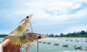 Bệnh đường ruột trên tôm