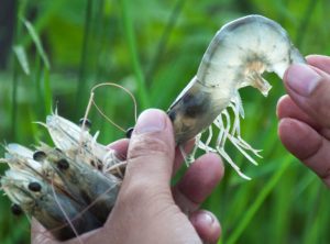 tôm bị đục cơ và cong thân