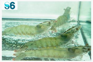 Chinh Phục Thị Trường Tôm Giống