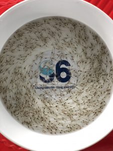 ninh thuận nâng cao chất lượng sản xuất con giống4