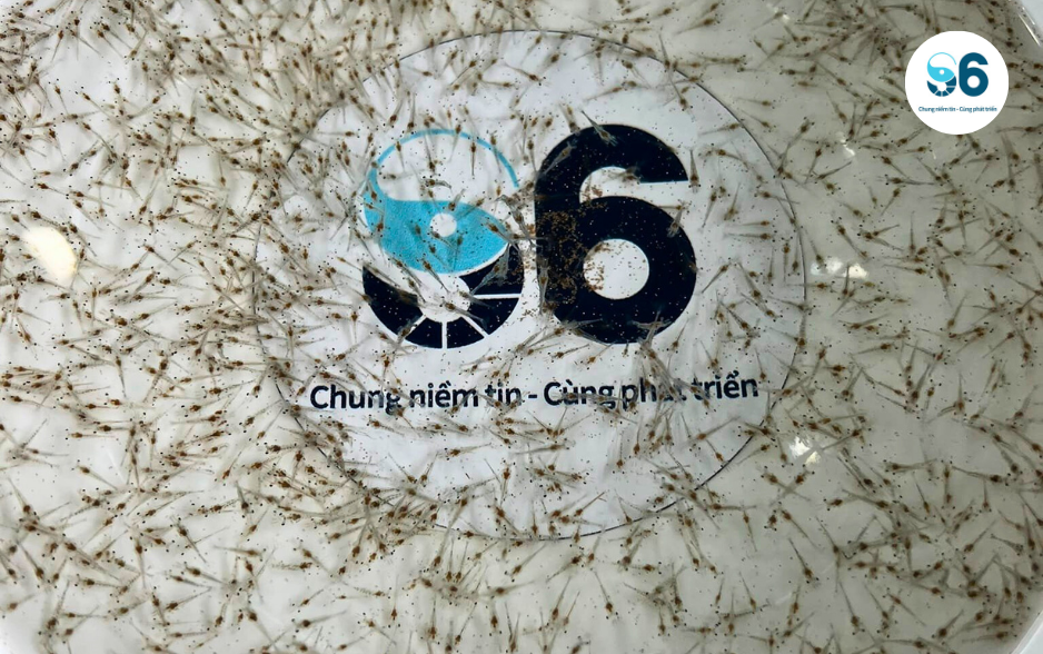 Tôm giống S6 được kiểm tra nghiêm ngặt ngay từ những ngày đầu