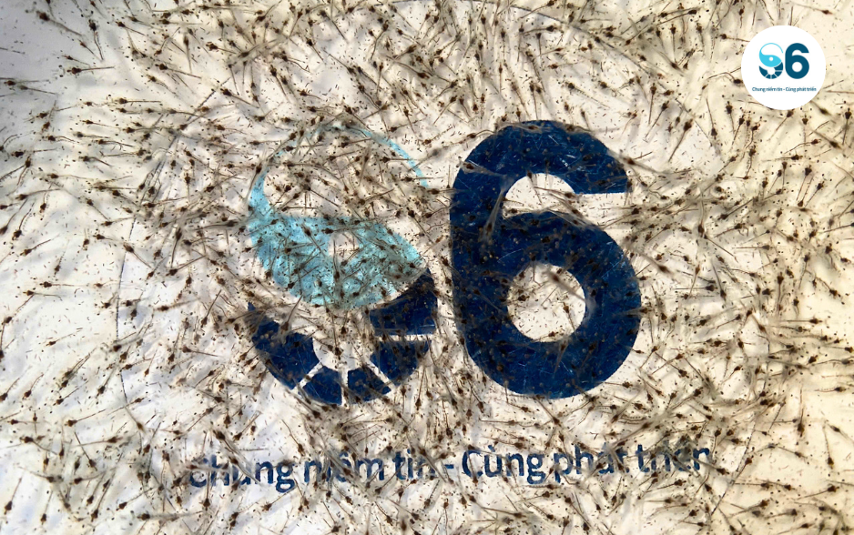 Con giống khỏe, sạch mầm bệnh ngay từ ban đầu chính là lời giải cho bà con