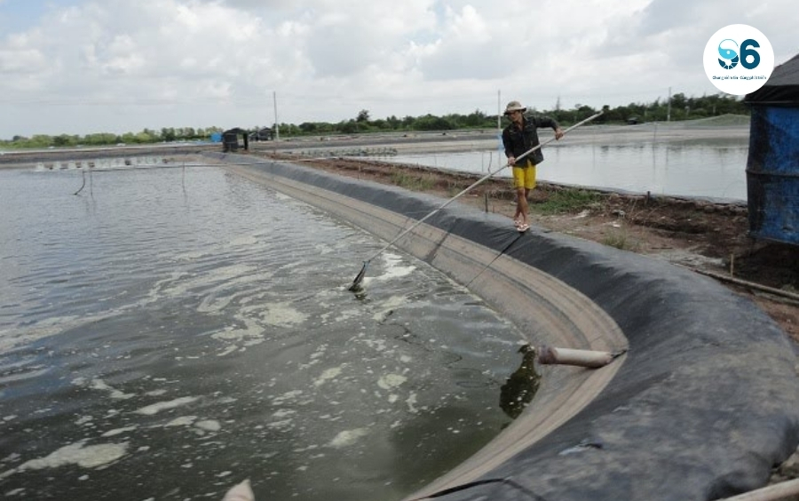 Khí độc ao tôm ảnh hưởng rất lớn đến vụ mùa nếu không khắc phục kịp thời