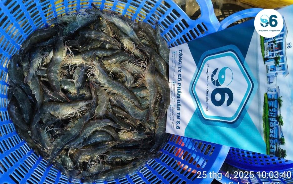 Tôm giống S6 đã chứng minh được chất lượng sau những vụ nuôi thành công