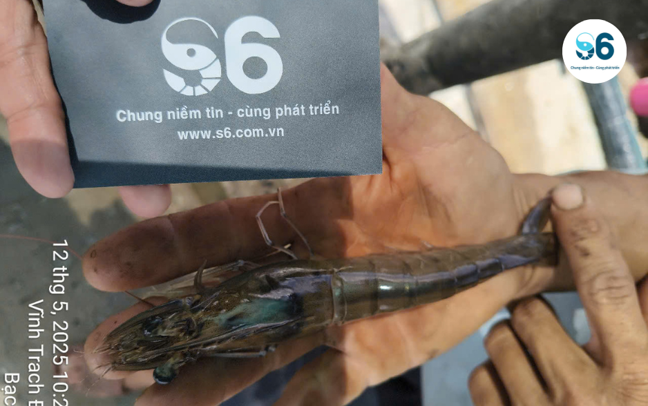 Giống tôm chất lượng là “vốn liếng đầu tiên” cho một hành trình nuôi trọn niềm tin.