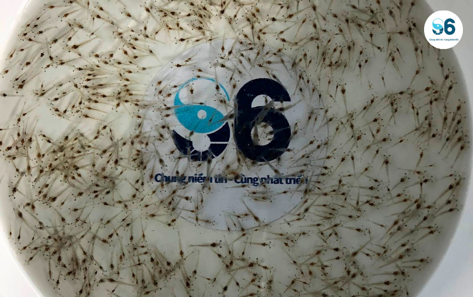 Con giống là yếu tố quan trọng cho một vụ nuôi thành công