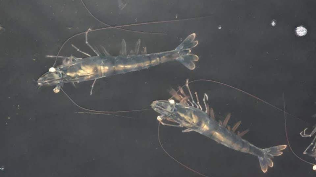 Tôm Bố Mẹ là nguồn gốc di truyền và là “nhà máy sản xuất” ra đàn ấu trùng