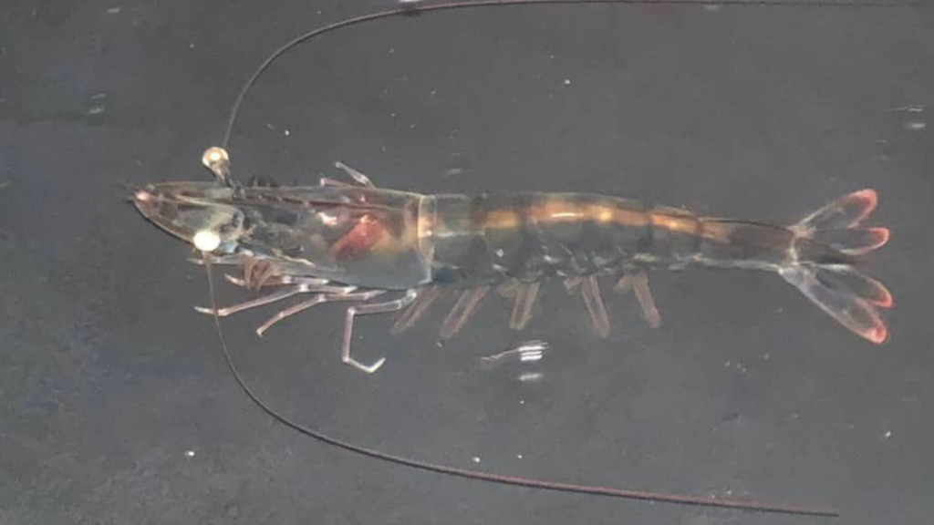 Nguồn dưỡng chất giàu Protein, Omega-3, DHA, EPA… để đảm bảo buồng trứng phát triển mạnh