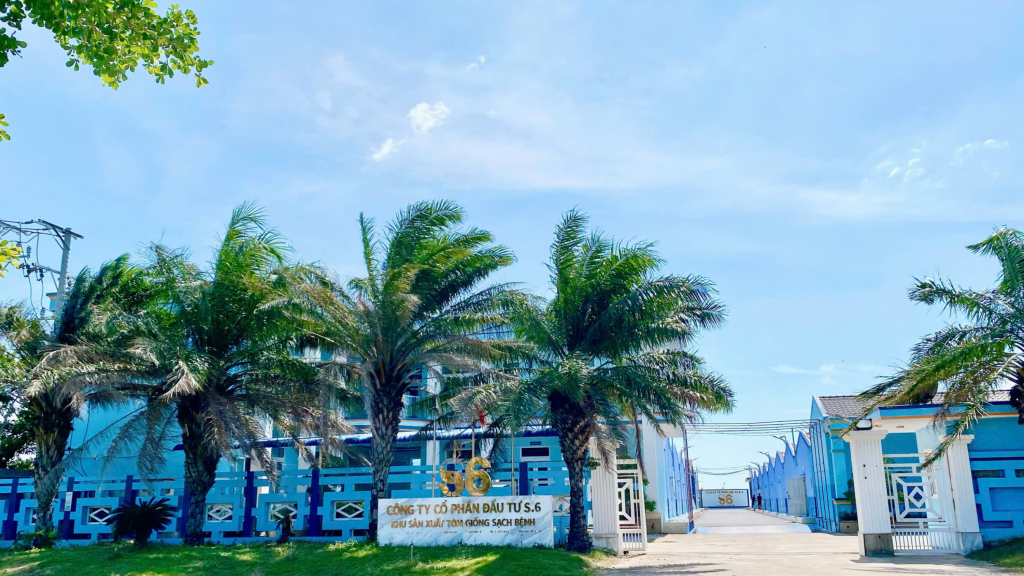 Công ty Cổ Phần Đầu Tư S6 chuyên cung cấp tôm giống thẻ chân trắng chất lượng ưu Việt, đồng nhất