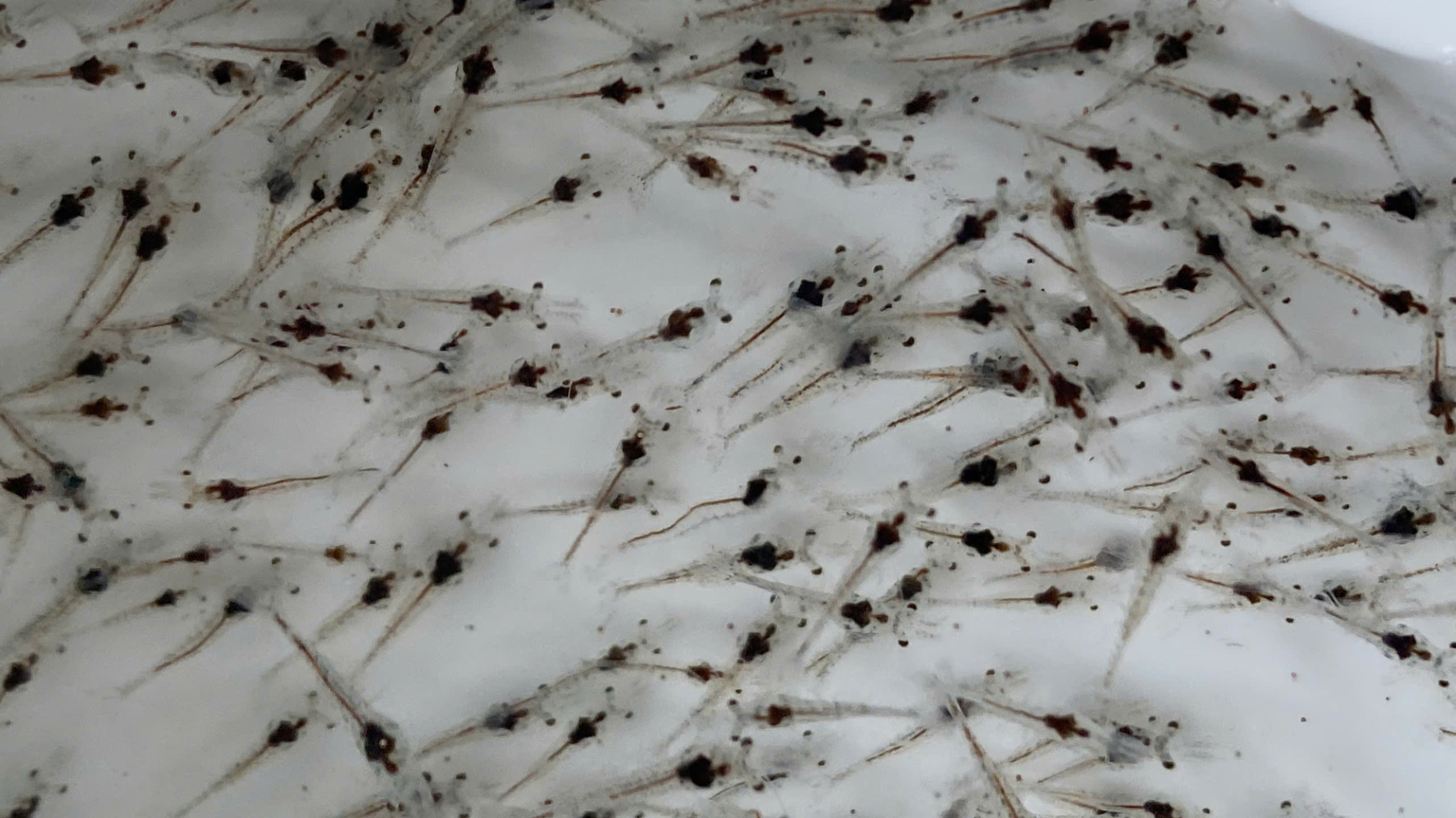 Với 1 cam kết 100% sạch trước khi về ao nuôi cùng bà con