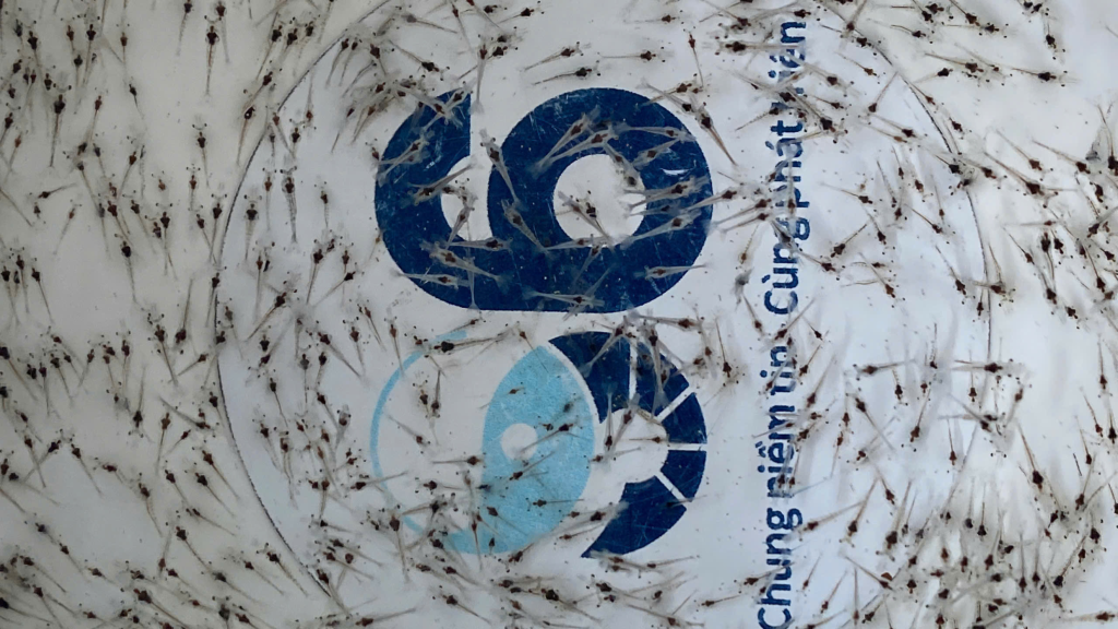 Thế hệ tôm giống S6 có Bố Mẹ SIS 100% sạch bệnh, khỏe mạnh về với các ao nuôi