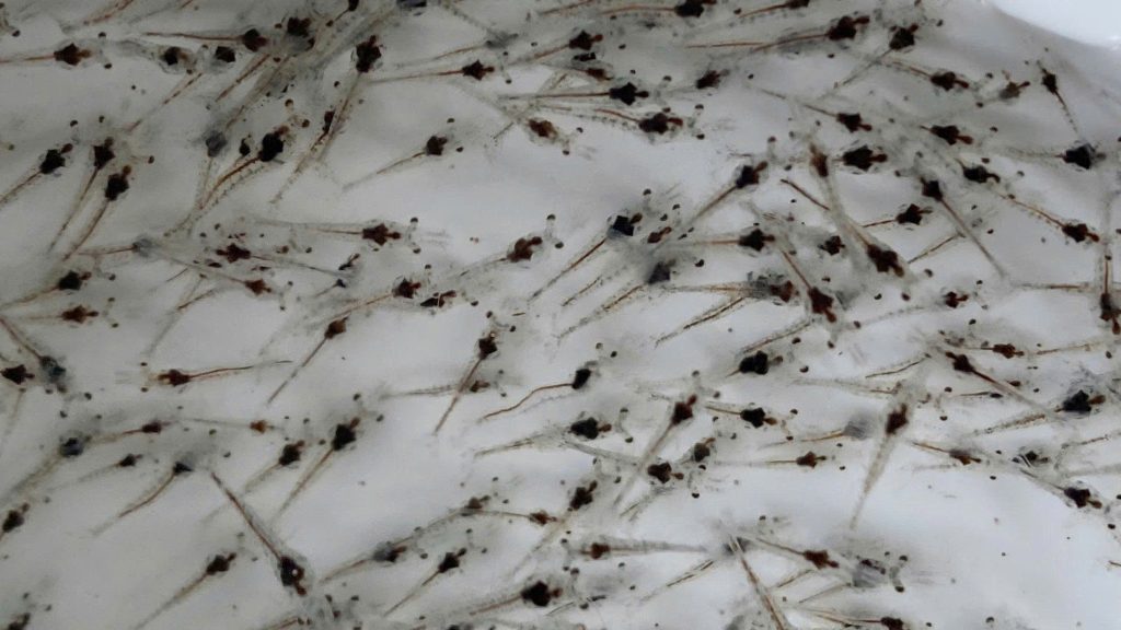 Kiên định chuẩn an toàn, vững vàng chất lượng