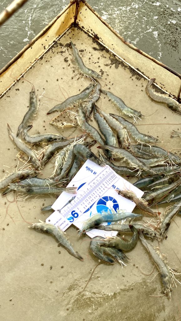 Tôm giống S6 sạch bệnh vững vàng trước mọi tiềm ẩn dịch bệnh