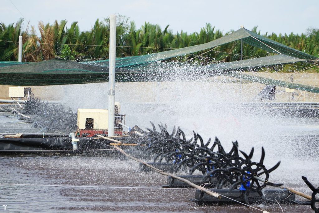 Tăng cường oxy – đặc biệt về đêm khi trường hợp nắng nóng ao tôm kéo dài 